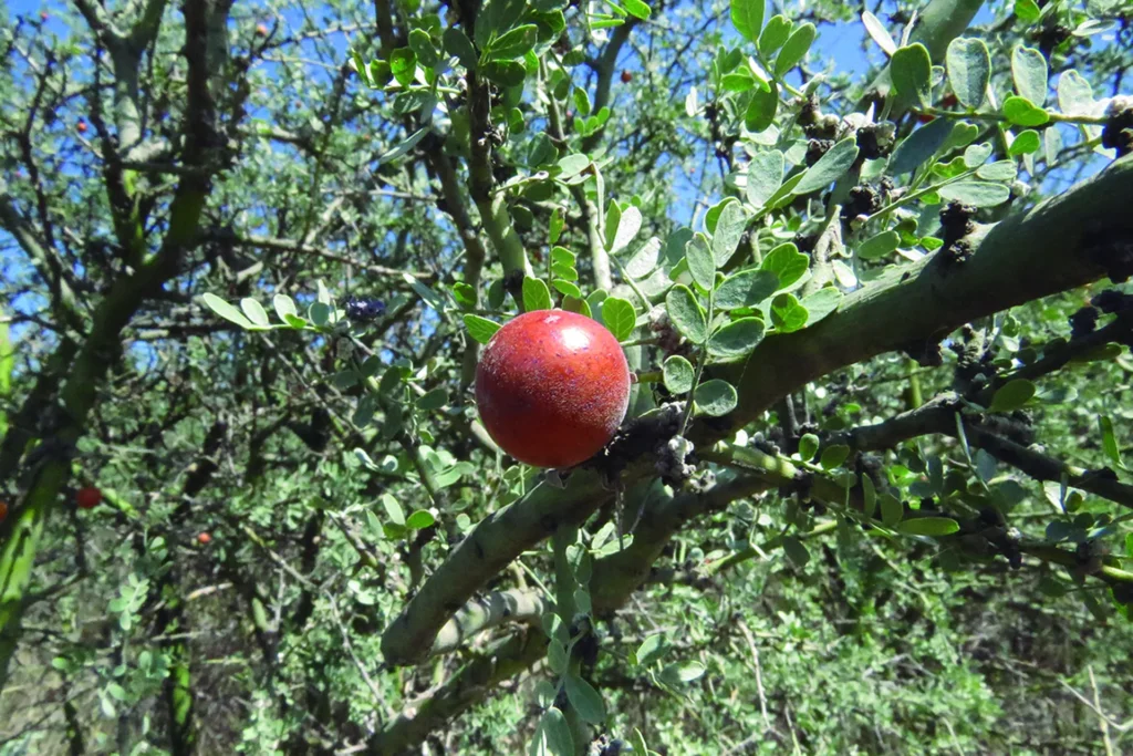 Este fruto nativo combate la tos y los problemas respiratorios con filosofía ancestral