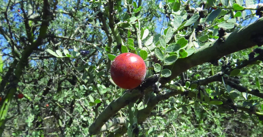 Este fruto nativo combate la tos y los problemas respiratorios con filosofía ancestral