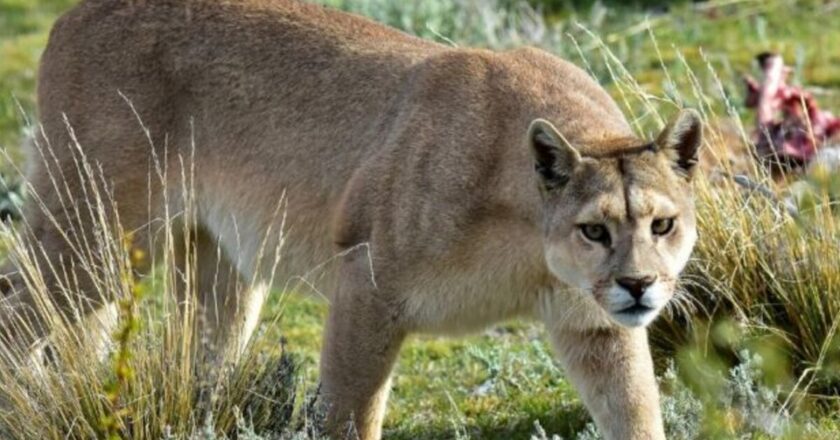 Su rol esencial para el planeta. Los pumas son buenos para la salud humana. Los predadores como protectores de la salud humana o por qué es bueno tener un jaguar en el fondo de la casa.