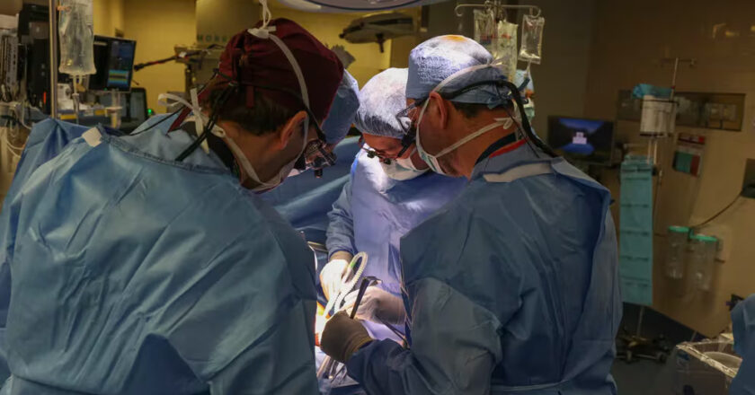 Un hito de la medicina: cirujanos trasplantan un riñón de cerdo a un paciente