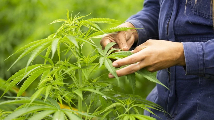 Reprocann: profesionales aseguran que “el cannabis vino a revolucionar la medicina”