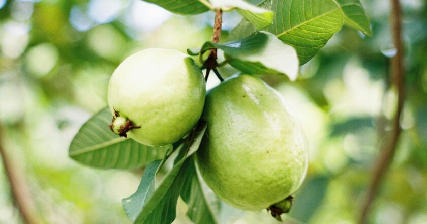 Esta es la planta que revolucionó la medicina natural: tiene beneficios para el corazón y la diabetes