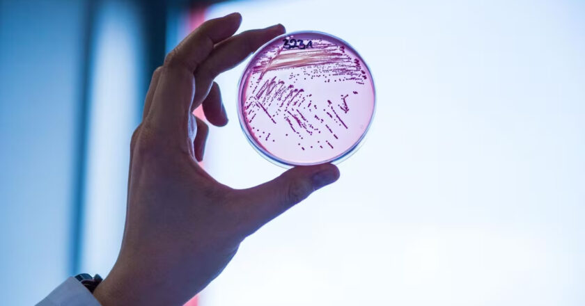 Un nuevo antibiótico da tiempo a la medicina en la interminable lucha contra las superbacterias