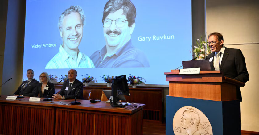 Qué es el microARN, el descubrimiento de los nuevos ganadores del Premio Nobel de Medicina