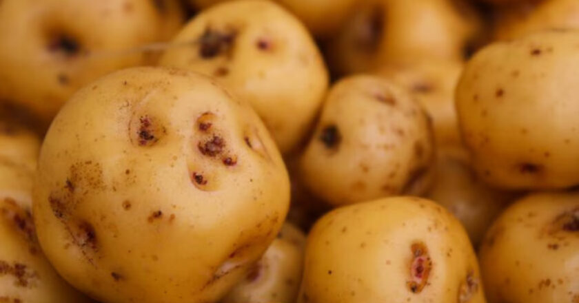 El superalimento peruano y alimento sagrado de los incas que previene enfermedades crónicas, protege la salud visual y mantiene una piel saludable