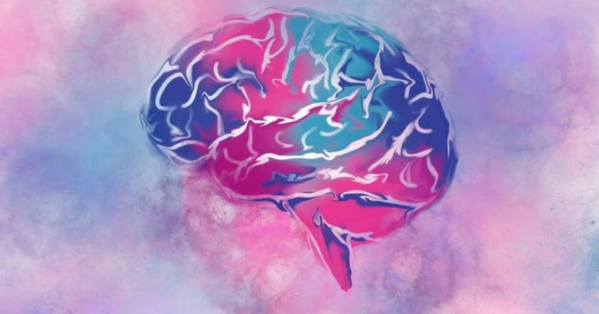 El volumen cerebral y la salud se vinculan con el nivel socioeconómico