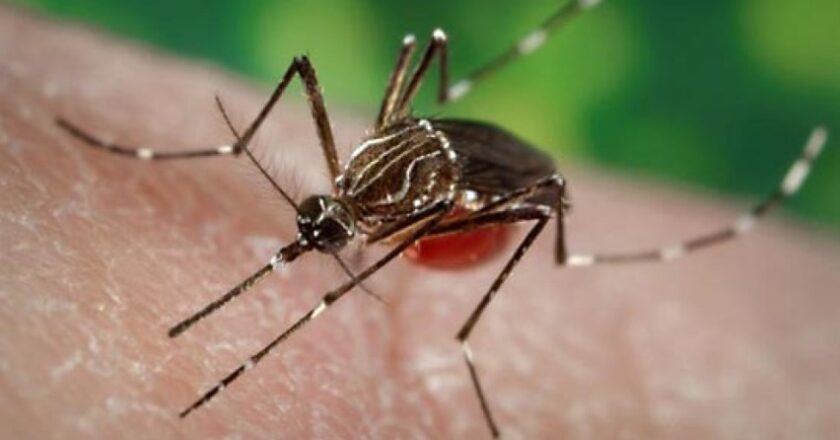 Salud recomienda sostener los cuidados para prevenir el dengue
