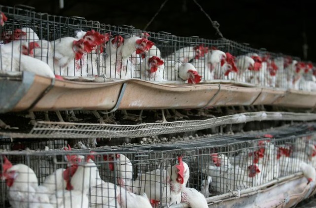 Suben los casos de gripe aviar en Brasil: qué medidas tomó Argentina ante el brote